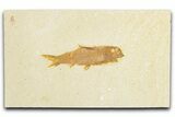 Detailed Fossil Fish (Knightia) - Wyoming #348095-1